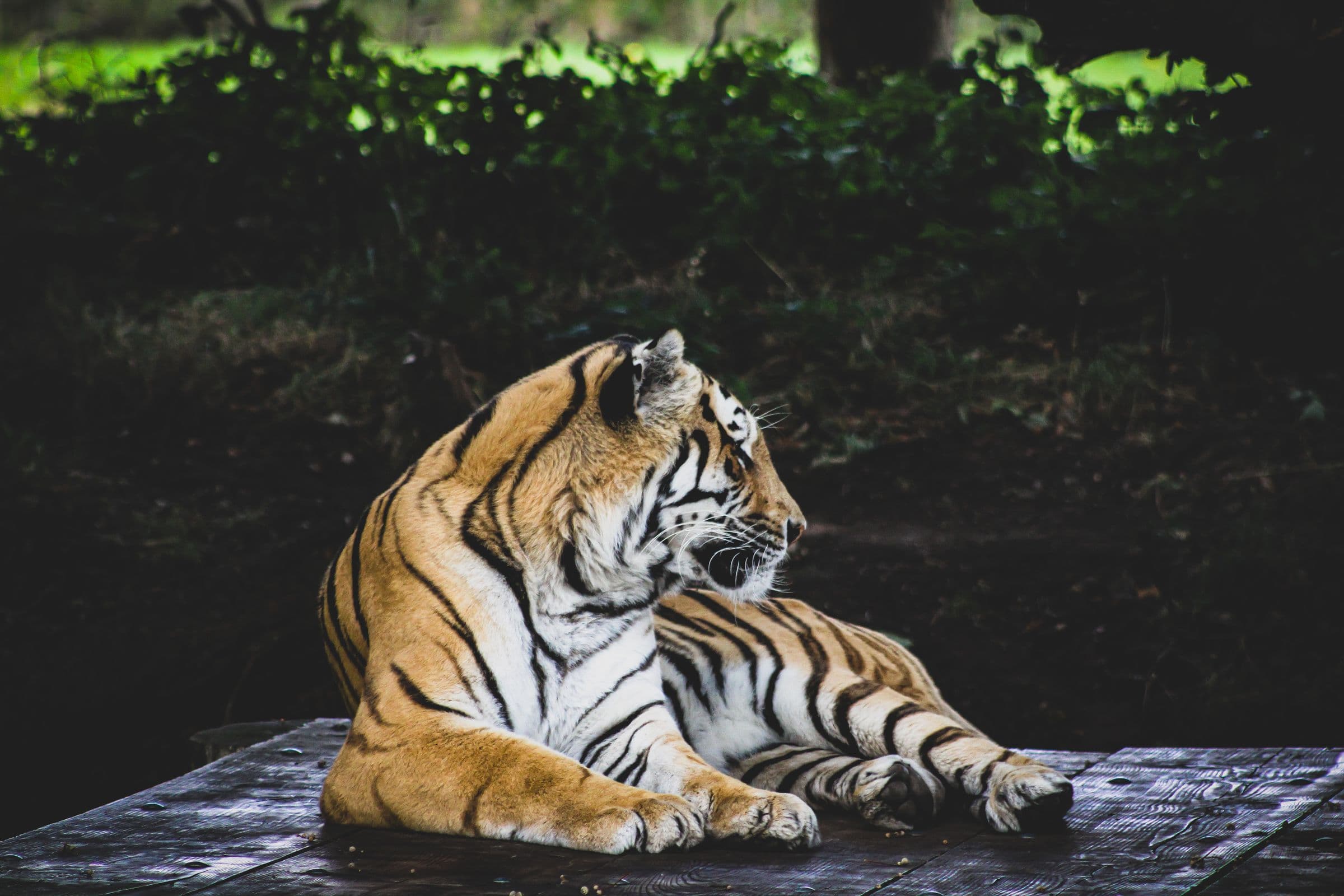 A stunning depiction of a tiger relaxing on a platform amidst lush greenery.