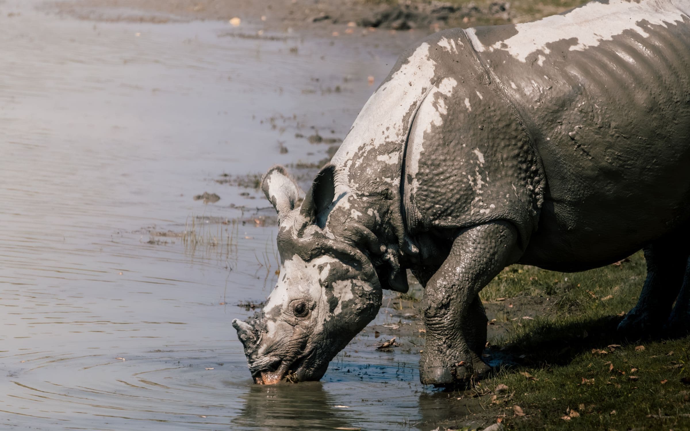 A majestic rhinoceros refreshes itself at a water body, covered in mud.