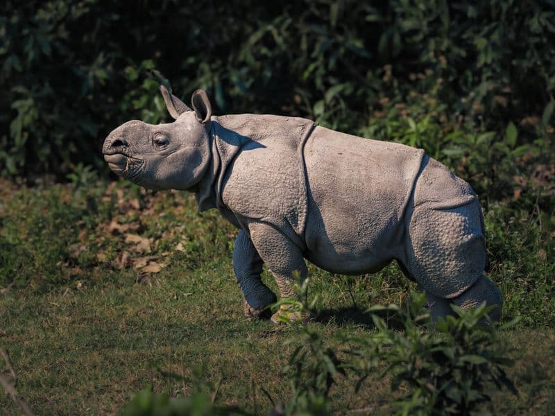 Close-up of a young Indian rhinoceros grazing in its natural habitat during the day.