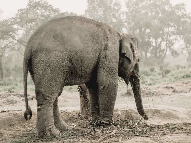 Asian elephant standing outdoors in Chitwan National Park, Nepal, showcasing its majestic stature.