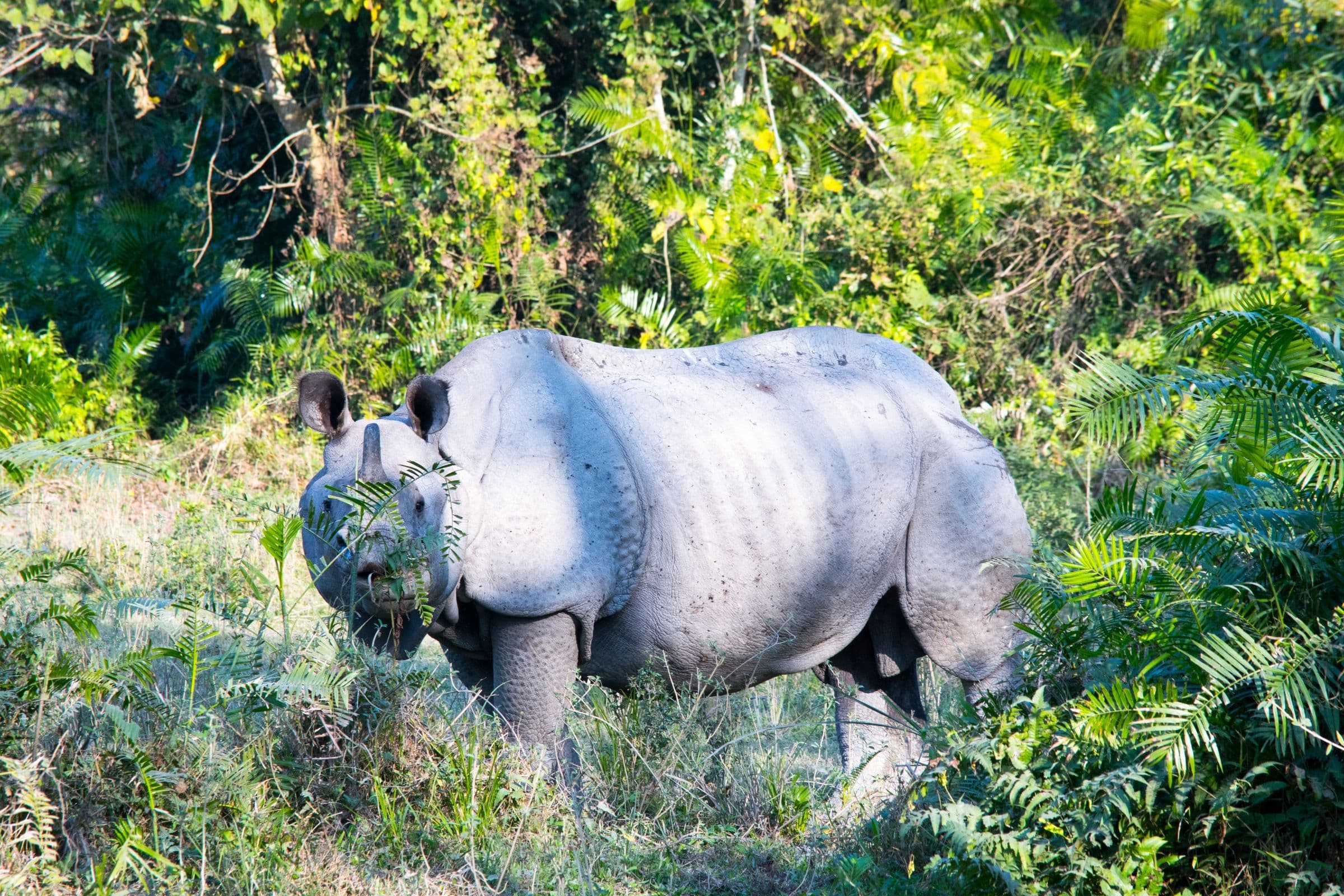 Majestic Indian rhinoceros roaming in lush jungle environment.