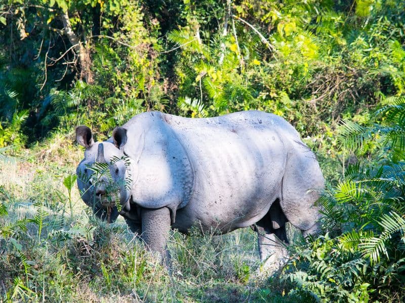 Majestic Indian rhinoceros roaming in lush jungle environment.