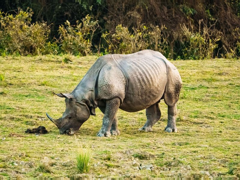 An Indian rhinoceros foraging on grassy terrain, showcasing wildlife in their natural environment.