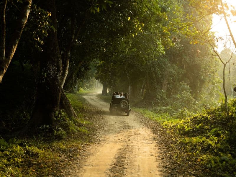 A jeep drives through a sunlit forest, capturing a serene adventure scene.