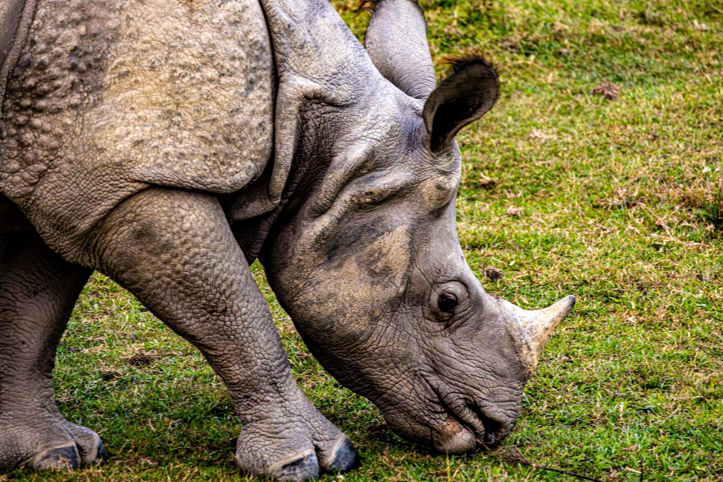 Detailed view of an Indian rhinoceros feeding on lush grass, showcasing its textured skin and majestic horn.