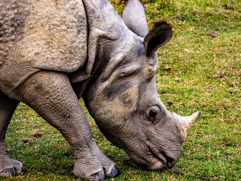 Detailed view of an Indian rhinoceros feeding on lush grass, showcasing its textured skin and majestic horn.