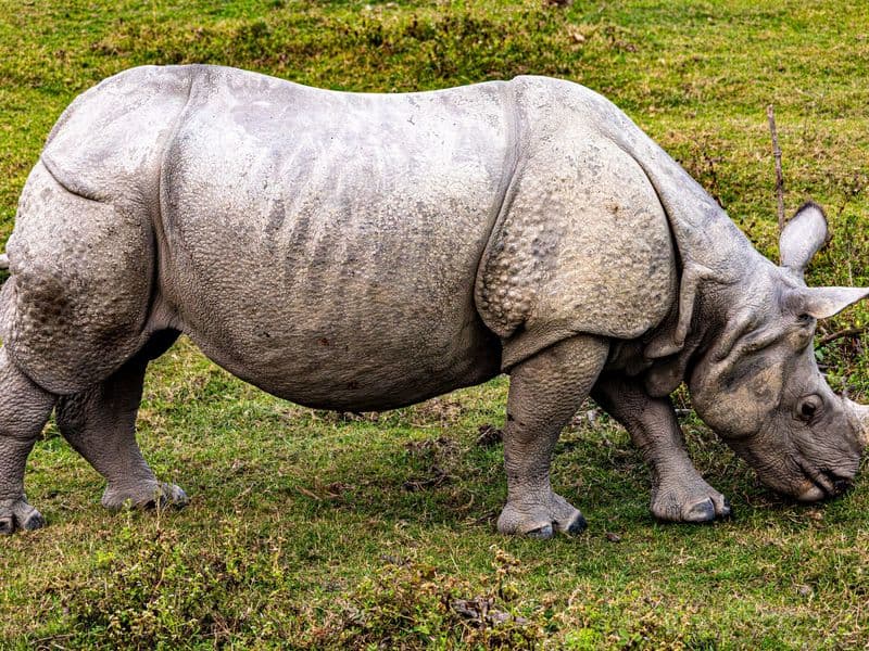 Close-up of an Indian rhinoceros grazing on a green grassland.